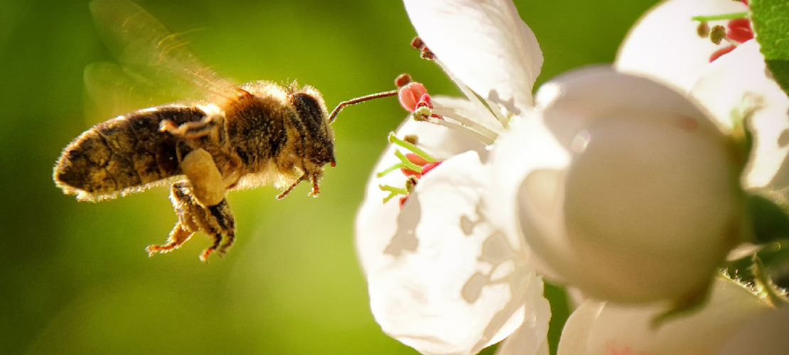 Invertire la rotta, oggi: l’imperativo della tutela della biodiversità